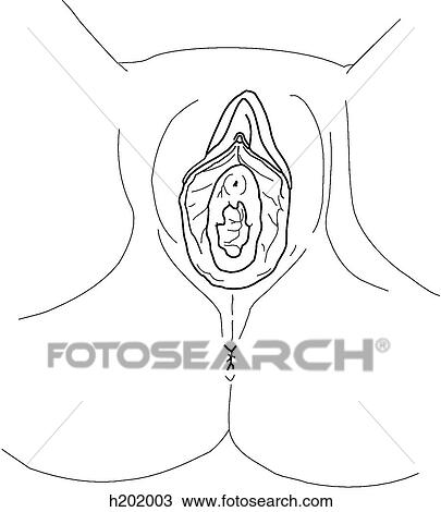 手绘<em>图</em> - <em>女性</em>, <em>会阴</em>, &, 外部, 生殖器 h202003 