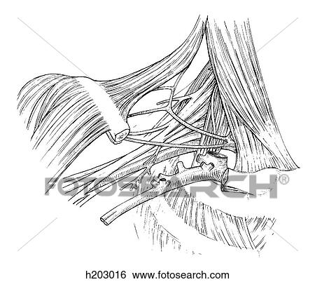 Stock Illustration of Axillary artery and vein h203016 - Search Clip
