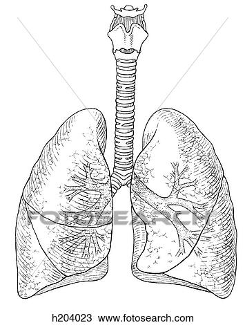 绘图- 肺, 气管