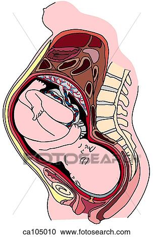 Stock Illustrations of Pregnancy: Gravid uterus with term fetus