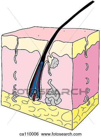 Hair follicle diagram clip art fuse box diagram clip art hair follicle diagram clip art fuse box diagram clip art