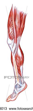 Drawing Of Superficial Muscles Of Lower Limb Ca203013 - Search Clipart 