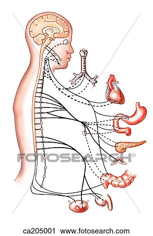 Clipart of Schematic of autonomic nervous system ca205001 - Search Clip