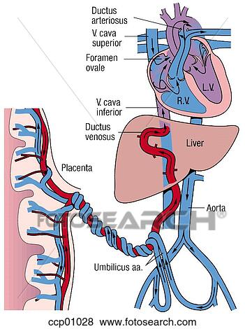 Stock Illustration Of Circulation, Fetal Ccp01028 - Search Eps Clip Art 