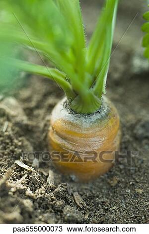 图吧 - 胡萝卜, 生长, 在中, 花园, 特写镜头 paa5