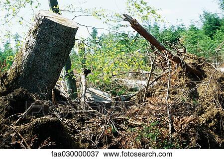 Picture of Uprooted tree trunks and roots faa030000037 ...