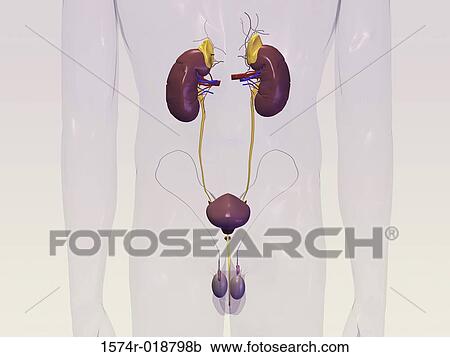 Stock Illustrations of Male Urinary System 1574r-018798b - Search