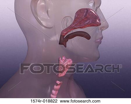 Clip Art of Larynx 1574r-018822 - Search Clipart, Illustration Posters