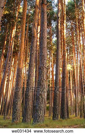 图吧 - 苏格兰英语, 松树, (Pinus, sylvestris) we0
