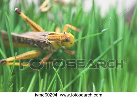 图吧 - 瘟疫, 在中, 昆虫, 草, 饥荒, 蝗虫, 草地, 陆