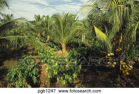 图片 - 可可粉, 种植园, interplanted, 带, 椰子手掌