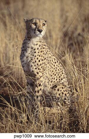 创意摄影图片库 - 猎豹, 坐, 在中, the, 高的草, 看