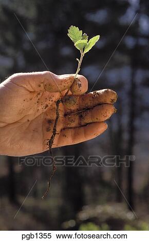 quel arbre gland