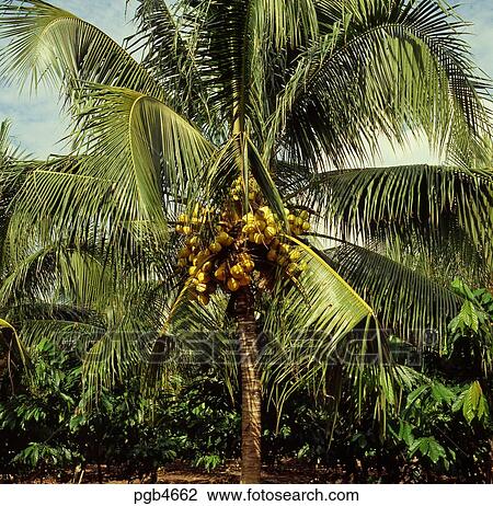 sumatra coconut beverage
