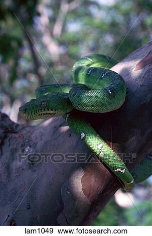 boa constrictor snake green yellow
