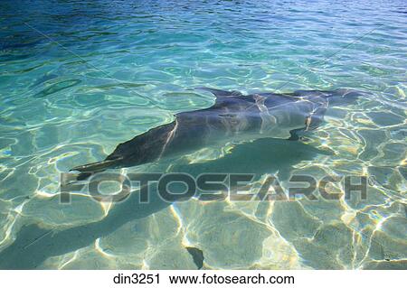 stock photography of a bottlenose dolphin binomial name bottlenose dolphin scientific classification chart