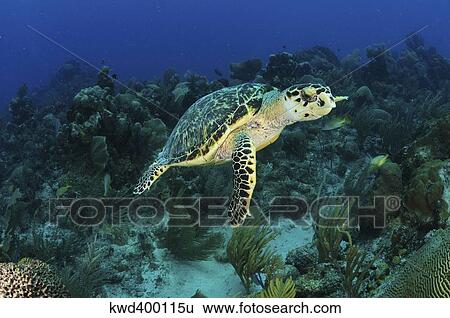 种类最齐全的图像 - hawksbill 乌龟, 上, 加勒比海, reef.