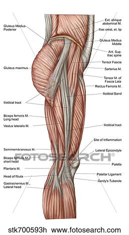 Clipart - anatomie, de, cuisse humaine, muscles, antérieur, vue