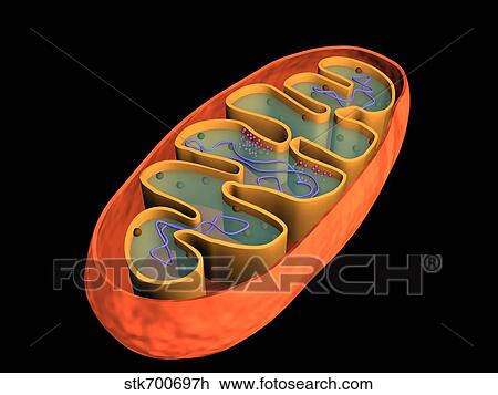 Clip Art of Conceptual image of mitochondria. stk700697h - Search