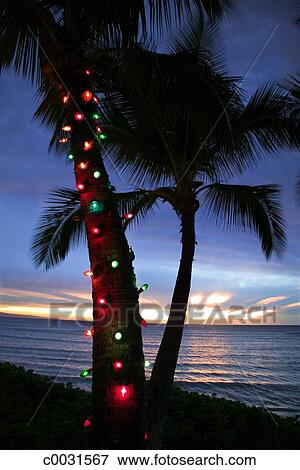 Picture of Christmas lights adorn a palm tree at sunset on the coast of