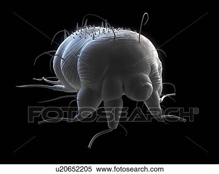 <em>图片</em>银行 - <em>疥疮</em>, 螨, (Sarcoptes, scabei), 计算机