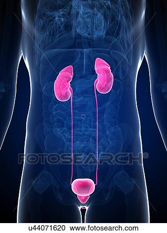 Human Urinary System Illustration Clipart U44071620 Fotosearch