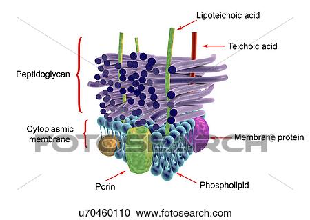 ˰(rf)ͼƬ - gram-negative, ϸ, ϸ, 