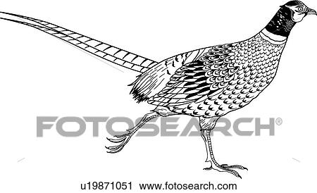 Clipart of Pheasant u19871051 - Search Clip Art, Illustration Murals