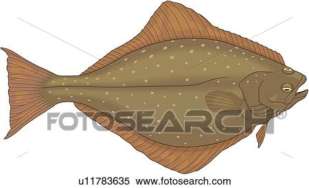 Clipart of Halibut u11783635 - Search Clip Art, Illustration Murals