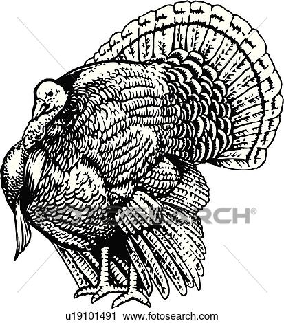 Clipart of illustration lineart animal turkey bird