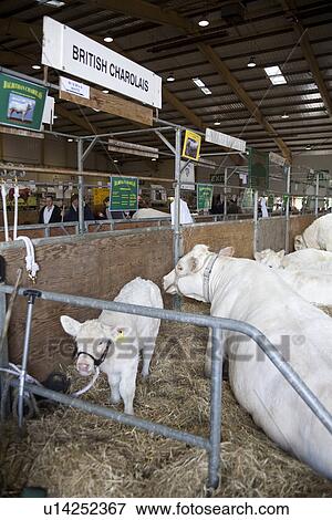 图片 - 英国人, charolais, 德文郡, 县, 显示, 2009