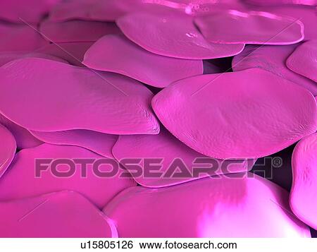 human skin cells stock photos human skin cells stock images alamy stock illustration of human skin cells artwork u15805126 search clip drawings human skin cells stock photos human skin cells stock images alamy stock illustration of human skin cells artwork u15805126 search clip drawings