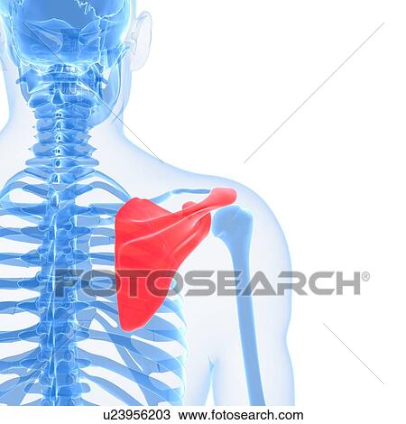 Drawing of Shoulder blade, artwork u23956203 - Search Clipart