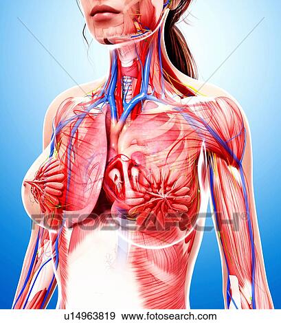 Stock Illustration of Female anatomy, artwork u14963819 - Search Vector