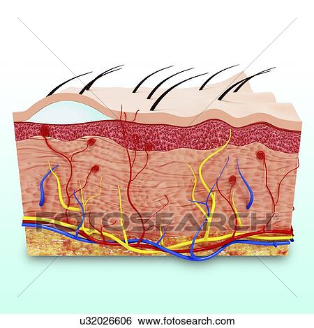 royalty free human skin clip vector images illustrations istock stock illustration of human skin anatomy artwork u32026606 search clip drawings royalty free human skin clip vector images illustrations istock stock illustration of human skin anatomy artwork u32026606 search clip drawings