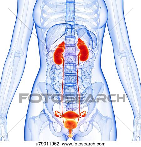 Clip Art of Female anatomy, artwork u79011962 - Search Clipart