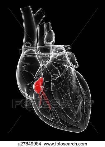 Drawings of Heart valve, artwork u27849984 - Search Clip ...