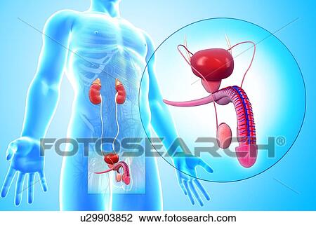Clip Art of Male reproductive system, artwork u29903852 - Search