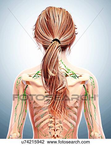 Clip Art of Female lymphatic system, artwork u74215942 - Search Clipart