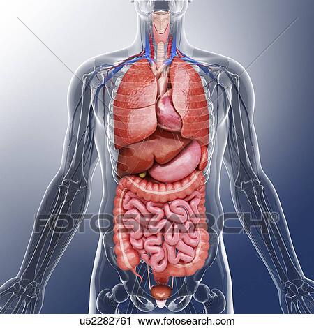 Clipart of Human internal organs, artwork u52282761 - Search Clip Art