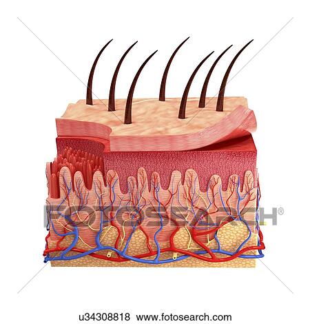 royalty free human skin clip vector images illustrations istock stock illustration of human skin artwork u34308818 search eps clip drawings wall murals royalty free human skin clip vector images illustrations istock stock illustration of human skin artwork u34308818 search eps clip drawings wall murals