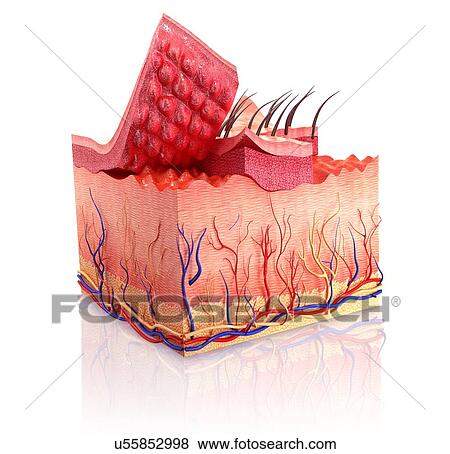royalty free human skin clip vector images illustrations istock stock illustration of human skin artwork u55852998 search eps clip drawings wall murals royalty free human skin clip vector images illustrations istock stock illustration of human skin artwork u55852998 search eps clip drawings wall murals