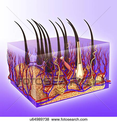 royalty free human skin clip vector images illustrations istock stock illustration of human skin artwork u64989738 search eps clip drawings wall murals royalty free human skin clip vector images illustrations istock stock illustration of human skin artwork u64989738 search eps clip drawings wall murals
