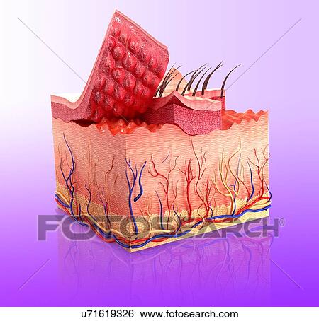 royalty free human skin clip vector images illustrations istock stock illustration of human skin artwork u71619326 search clip drawings prints royalty free human skin clip vector images illustrations istock stock illustration of human skin artwork u71619326 search clip drawings prints
