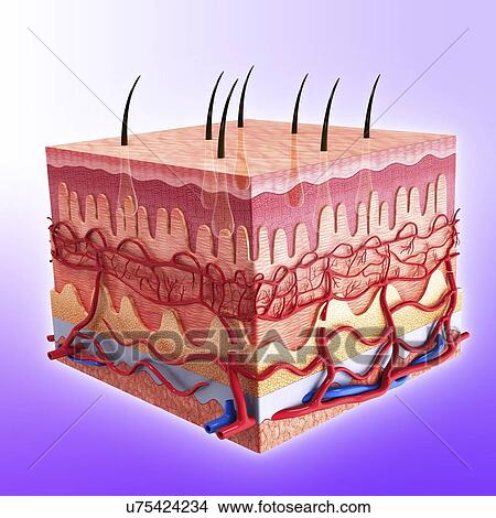 royalty free human skin clip vector images illustrations istock drawings of human skin artwork u75424234 search clip illustrations wall posters and eps royalty free human skin clip vector images illustrations istock drawings of human skin artwork u75424234 search clip illustrations wall posters and eps