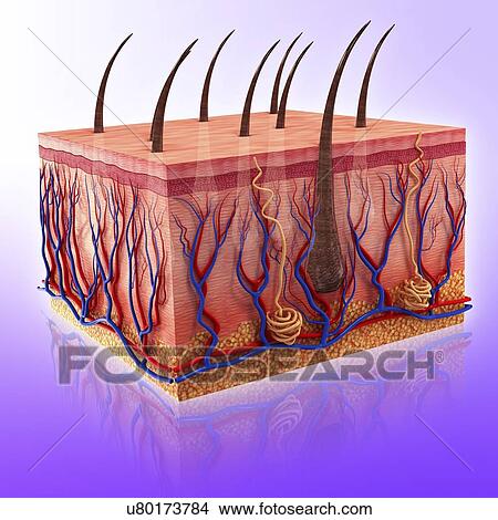 royalty free human skin clip vector images illustrations istock drawings of human skin artwork u80173784 search clip illustrations wall posters and eps royalty free human skin clip vector images illustrations istock drawings of human skin artwork u80173784 search clip illustrations wall posters and eps