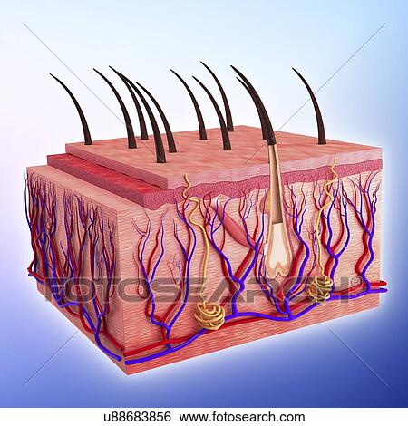 royalty free human skin clip vector images illustrations istock stock illustration of human skin artwork u88683856 search clip drawings prints royalty free human skin clip vector images illustrations istock stock illustration of human skin artwork u88683856 search clip drawings prints