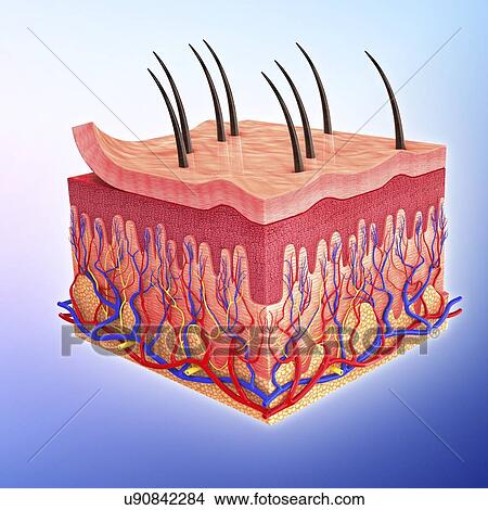 royalty free human skin clip vector images illustrations istock drawings of human skin artwork u90842284 search clip illustrations wall posters and eps royalty free human skin clip vector images illustrations istock drawings of human skin artwork u90842284 search clip illustrations wall posters and eps