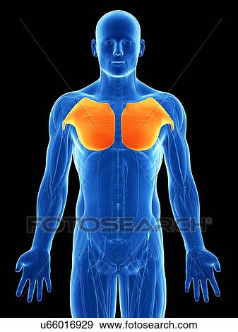 Stock Illustration of Human chest muscles, artwork u66016929 - Search