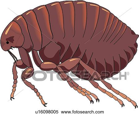 Stock Illustration of Flea u16098005 - Search Clipart, Drawings